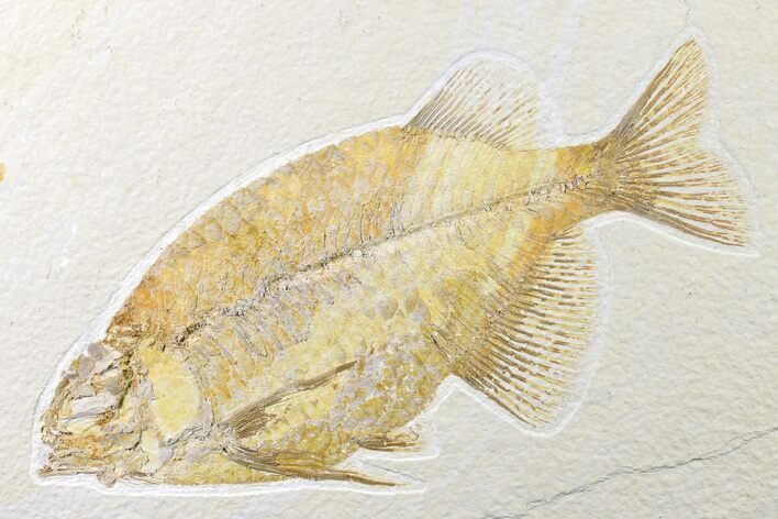 Fossil Fish (Phareodus) - Beautiful Specimen #161359